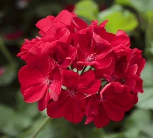100 semi di geranio rosso