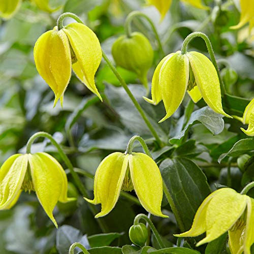You Garden - 1 x Clematis tangutica 'Little Lemons' in a 7cm Pot