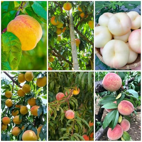 Pfirsichbaum pfirsich obstbäume stauden winterhart mehrjährig, obstpflanzen heilpflanzen Obstbaumsamen, bio schattenpflanzen winterhart, bonsai Seltene 6samen