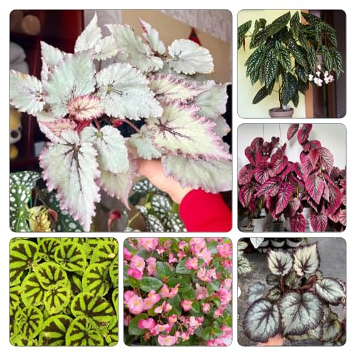 semillas de begonia, Variedades antiguas y resistentes Decoraciones jardín exteriores balcón sala estar Parterres elevados el 700pcs