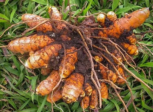 20 grani di curcuma Curcuma Longa grani facili da coltivare in giardino pots grani spedizione gratuita: multicolore