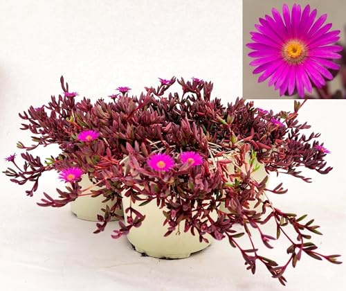 POWERS TO FLOWERS - DELOSPERMA FUCSIA, DESERT DANCERS PURPLE, MESEMBRIANTEMO RIFIORENTE, 3 PIANTE IN VASO 14 cm DIAMETRO, piante vere