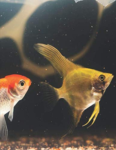 Aquarium Tagebuch: Planer, Notizbuch, Bestandsbuch, Futterplan für alle Auqarianer und Aquaristik Fans ♦ Logbuch für über 100 Einträge ♦ A4+ Format ♦ Motiv: Goldfisch 2