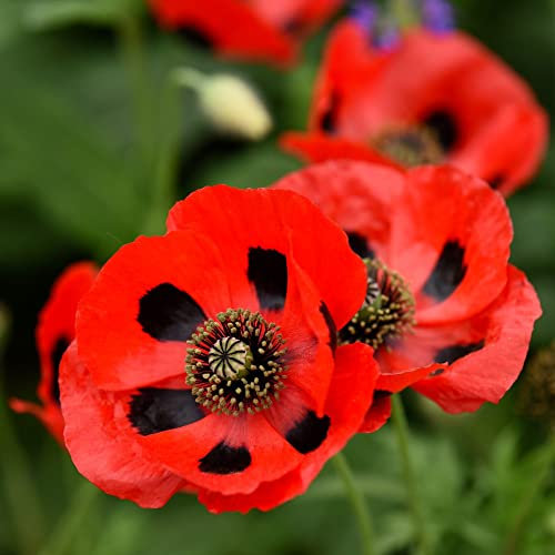 RHS Kids Seeds Poppy 'Ladybird' Papaver commutatum Caucasian Scarlet Poppy Black-Red Blooms Hardy Annual Easy to Grow Your Own Outdoor Garden Flower Plants (Approx. 150 Seeds) by Thompson and Morgan