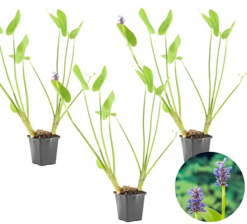 Bloomique - Set de 3 - Pontederia cordata - Jacinto de pantano - Espadaña de agua - Plantas de estanque - Acuáticas - Resistente al frío - Altura 10-20 cm - Maceta 9 cm