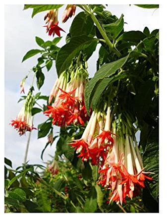 Pcs - 30x Fuchsia Boliviana Red Arbuste Jardin Plantes - Graines ID1348 - Seeds & Plants Shop by Ipsa