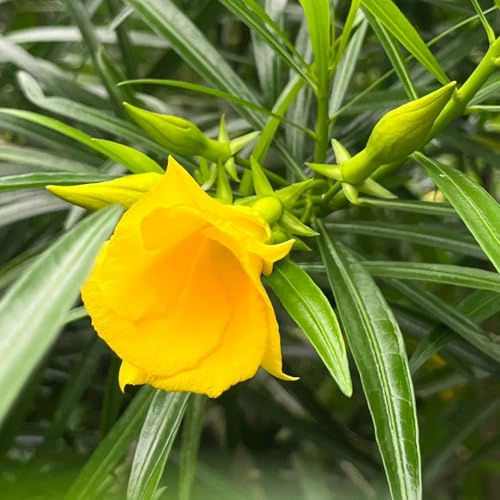 semi di oleandro, Le da giardino sono perenni resistenti di oleandro, biologici antiche varietà, sempreverdi sono 15pcs