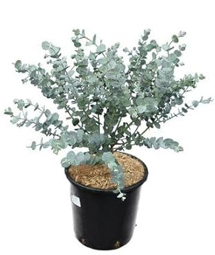 Eucalyptus - Planta Natural Resistente de Poco Riego y de Crecimiento Rápido