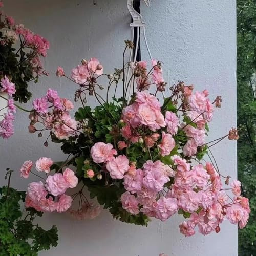 gerani da ufficio perenni resistenti al sole perenne serre da balcone estate semi selvatico bonsái interni balcone 30pcs