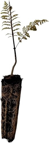 Planta natural Jacaranda Mimosifolia. 30 cm. Conocida por su impresionante floración violeta o azul en primavera