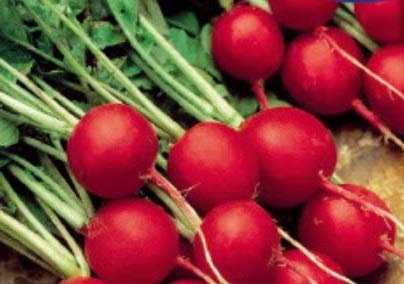 Pezzi - 35x Ravanello Celesta F1 - Radicchio Seme Verdure KS581 - Seeds & Plants Shop by Ipsa