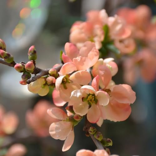 begonien, malus spectabilis, gartenblumen, zimmerpflanzen hochbeet schattenpflanzen topfpflanzen draußen winterhart 400samen