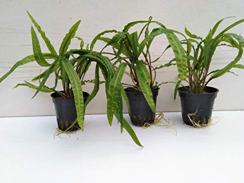 3 Topf Cryptocoryne Crispatula Balansae Genoppter Wasserkelch Aquarienpflanzen