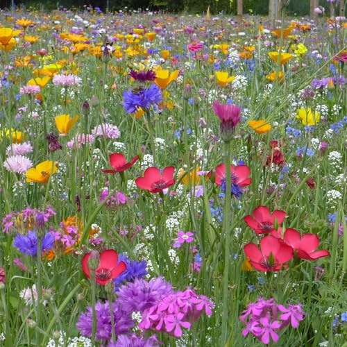 Blumenwiese mit 65 Wildkräuterarten, fünfjährige Bienenweide, insektenfreundliche Blühwiese, Garten wilde mehrjährige winterharte Samenmischung für Bienen Hummeln und Schmetterlinge (200qm)