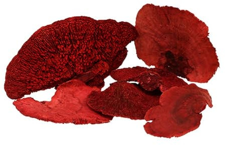 Baumschwamm Rot 1kg – Deko-Pilz, Schaufensterdekoration, Herbstdeko