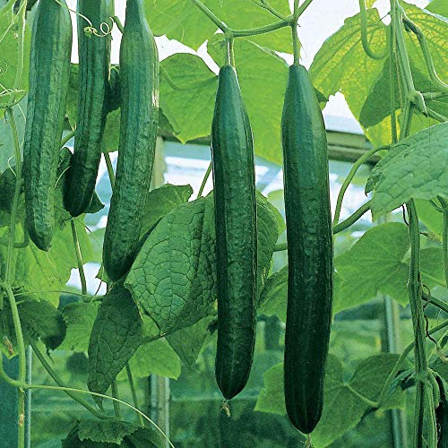 Suttons - Cucumber (All Female) Seeds - F1 Bella