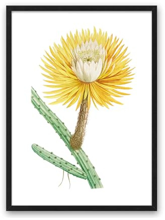 Din A4 Kunstdruck ungerahmt - Kaktus mit Blüte Sukkulenten Retro Antik Vintage Zeichnung Natur Gelb Druck Poster Bild