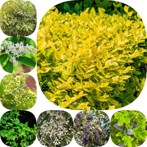 Semi di ligustro - resistenti per giardini rocciosi siepe giardino di vecchie varietà sempreverdi, resistenti prodotti sostenibili balcone 600pcs