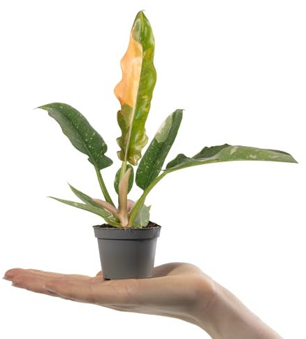 Baby Philodendron Narrow Ring of Fire - Small Indoor Plants - House Plants for Home Office - Grow Your Own Baby Plant - Indoor Plant in Pot