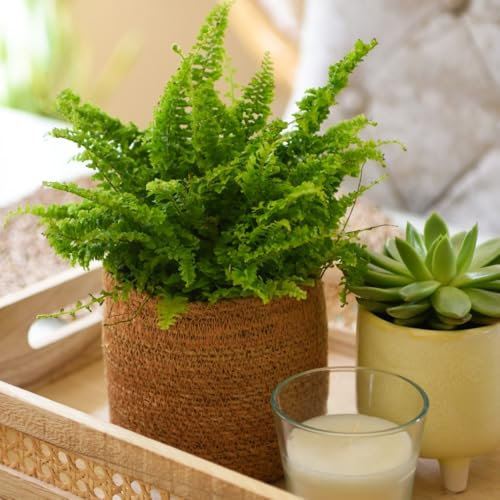 1 x Boston Fern Houseplant 12cm Potted Plant - Nephrolepis exaltata 'Bostoniensis' - Air-Purifying, Pet-Safe Indoor Plant for Homes & Offices - Ideal for Bathrooms - by Thompson and Morgan (1)