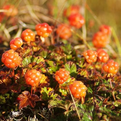 Moltebeeren, steingartenpflanzen obstpflanzen geschenke für gärtner säulenobst balkonpflanzen bio obstsamen obstgarten bodendecker seltene stauden winterhart mehrjährig exotische 80Samen