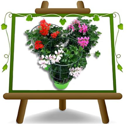 10 géranium parisien Couleurs mélangées sur pot de 14 plantes ornementales