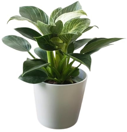 Planta Natural Philodendron Birkin de Interior o Exterior en Maceta Ø14 cm Altura 30 cm para Hogar Oficina o Regalo
