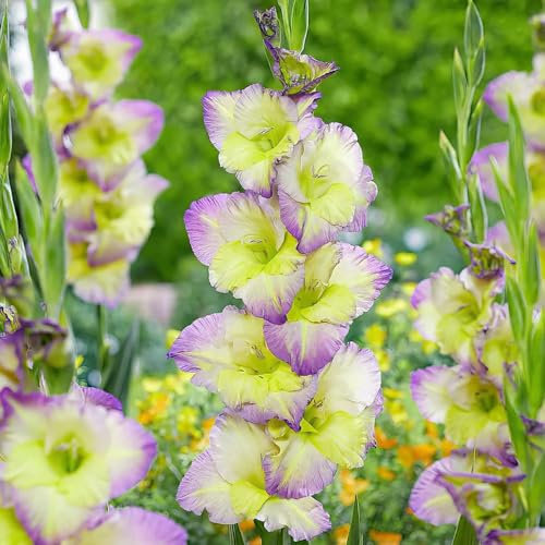 10 x Gladiolus Moonlight Shadow – Dramatic Bicoloured Blooms – Summer Flowering Bulbs – Perennials – Great for Borders & Containers – for Your Beautiful Garden