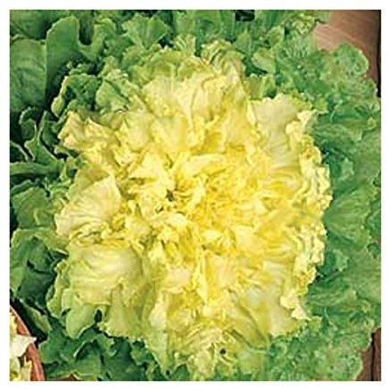 SCAROLA BIONDA A CUOR PIENO NR.1000 SEMI