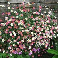 Park Farm Plants 3X Erigeron karvinskianus 'Sea of Blossom' ERIGERON karvinskianus Large Perennial Plug Plants.