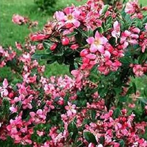 Escallonia 'Donard Radiance' 40–50 cm Vaso – Arbusto sempreverde con fioritura rosa intensa