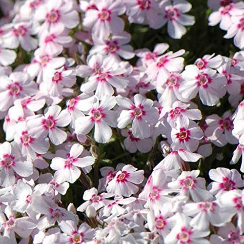 Pack of X6 Phlox Subulata 'Pharao Red Eye' Plug Perennial Evergreen Plants: Only Seeds