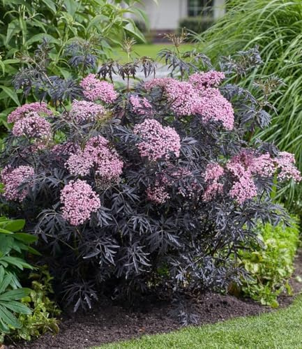 BALDUR Garten 2x Terrassen-Holunder Cherry Lace®, Pflanze im 9x9 cm-Topf, Blüten und reife Beeren vielseitig verwendbar, winterhart, pflegeleicht, Wasserbedarf gering, blühend, Sambucus nigra