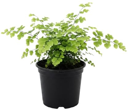 Helecho Culantrillo Adiantum Raddianum Fragrans de DECOALIVE, Planta Viva Maceta 12 cm Altura 25 cm