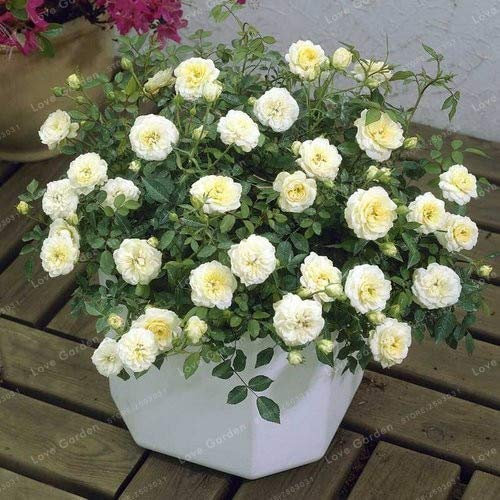 Nouvelles Graines De Rosiers Miniatures Pour Jardin Blanc Ensemble De 100 Pièces