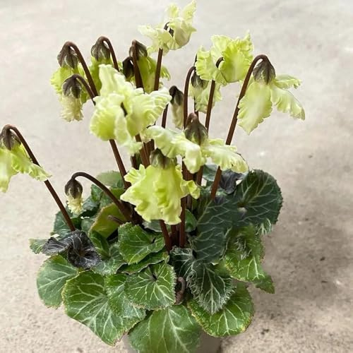semi di ciclamino da esterno - ciclamino - giardino roccioso to perenni resistenti da balcone perenni resistenti 300pcs