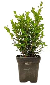 Buxus Planta Arbustiva de Exterior Fácil de Cuidar y de Riego Moderado
