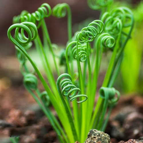 albuca spiralis - gartenpflanzen topfpflanzen draußen winterhart hochbeete für garten winterharte kübelpflanzen pflanzensamen zimmerpflanzen kletterpflanze pflanzendeko indoor 70samen