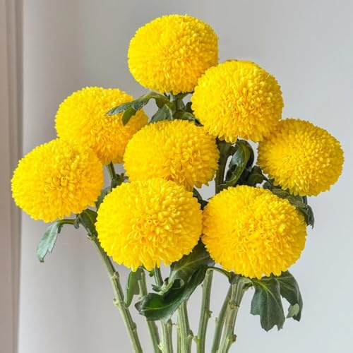 Semillas de Pompon Mamma, cortadas semillas de para invitados de jardín de rocas resistentes decoración de sala de estar 400pcs