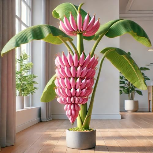 RAISE ME UP: Seeds Pink Ornamental Banana Perennial Tree Non GMO