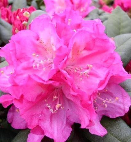 Yakushima Alpenrose Rhododendron yakushimanum Polaris 30-40 cm hoch 4 L