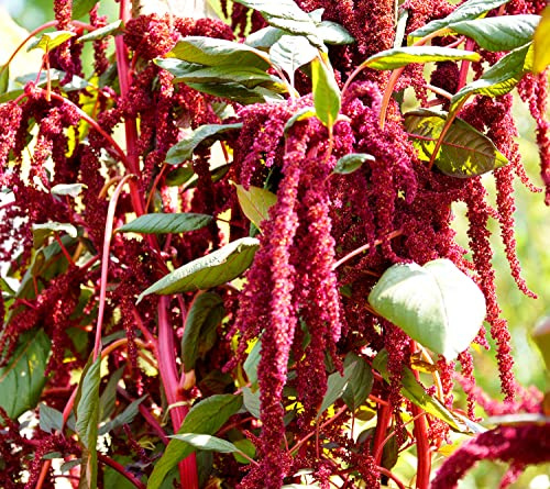 12 Arten - Garten-Fuchsschwanz Regenbogen Mischung - Amarant - Amaranth - 12 Arten gemischt in einem Beutel - 1000 Samen