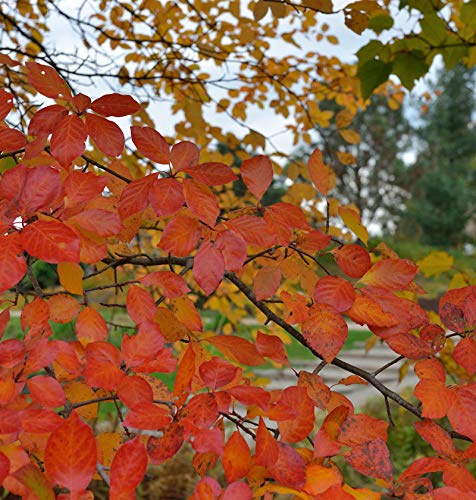 Wald Tupelobaum 60-80cm - Nyssa sylvatica - lebende Gartenpflanze aus den Baumschulen