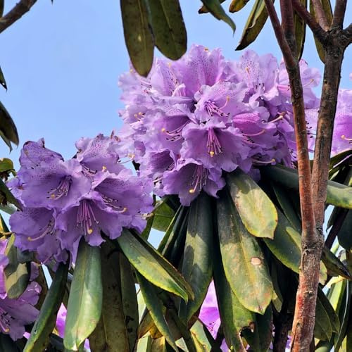 Semi di rododendro arbusti fioriti resistenti Semi di azalea, prodotti sostenibili semi di da giardino vecchie varietà perenni 100pcs