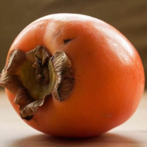 PIANTA DA FRUTTO CACO VANIGLIA in vaso 20 età 2/3 anni