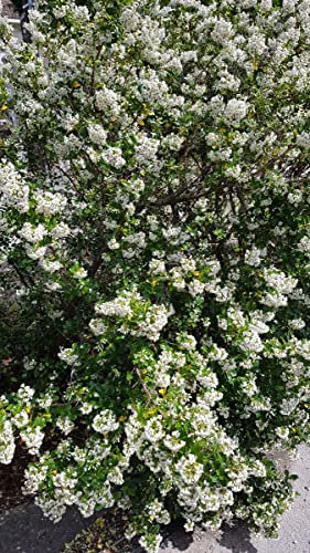 Escallonia 'Iveyi' / Escallonia à grandes fleurs blanches parfumées/Conteneur de 3 à 4 litres