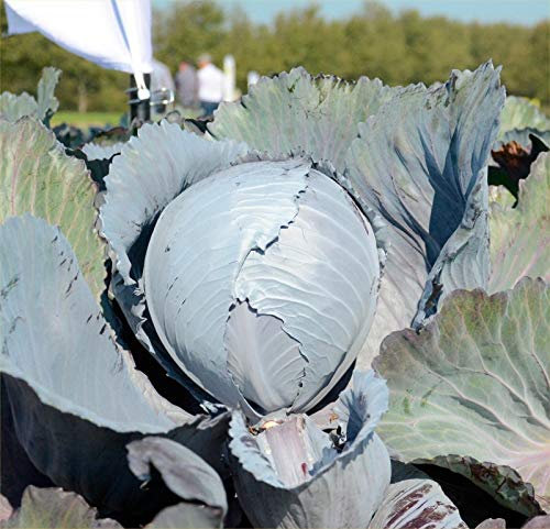 Buy4seeds 40 Seeds Cabbage Rococo f1 Useful for Garden and Outdoor
