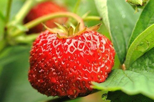 Fraise de Musc, Cannelle - 30 Graines