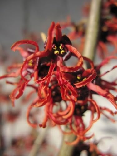 Hamamelis intermedia Rubin - Zaubernuss - 40-60