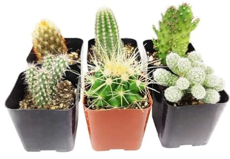 Mix de 6 Cactus Mini Plantas Fáciles de Mantener tanto en Interior como en Exterior